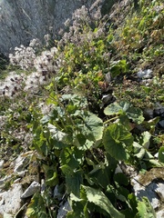 Adenostyles australis