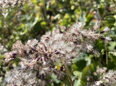 Adenostyles australis