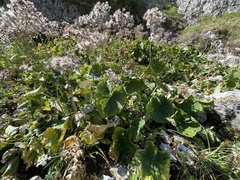 Adenostyles australis