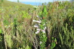 Erica perspicua
