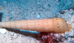 Terebra succinea