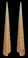 Terebra succinea