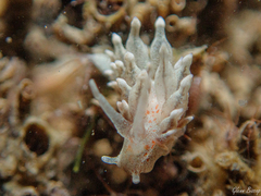 Amphorina linensis