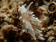 Amphorina linensis