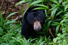 Helarctos malayanus malayanus