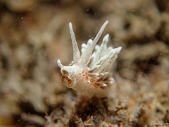 Amphorina linensis