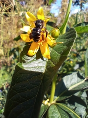 Macropis europaea