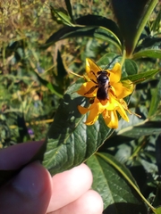 Macropis europaea