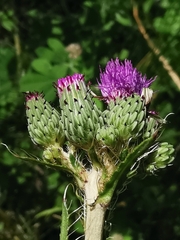Cirsium monspessulanum