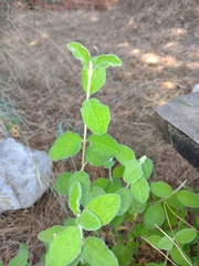Cistus salviifolius