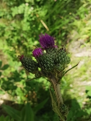 Cirsium monspessulanum