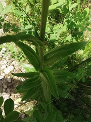 Cirsium monspessulanum