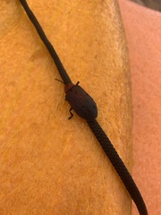 Coraliomela brunnea