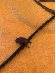 Coraliomela brunnea