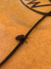 Coraliomela brunnea