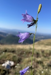 Campanula pseudostenocodon