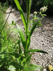 Cirsium monspessulanum