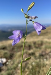Campanula pseudostenocodon