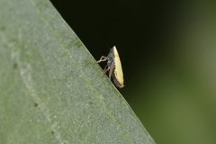 Verdanus