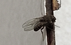 Brachycera