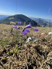 Campanula pseudostenocodon