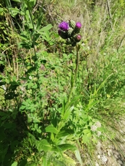 Cirsium monspessulanum