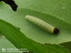 Odina hieroglyphica