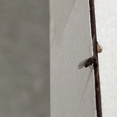 Brachycera