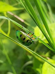 Chrysocoris purpureus