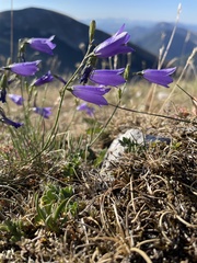 Campanula pseudostenocodon