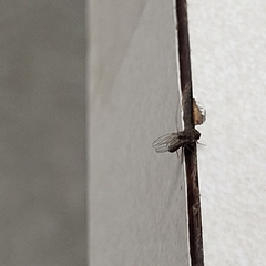 Brachycera