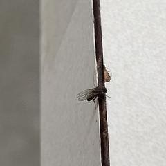 Brachycera