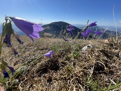 Campanula pseudostenocodon