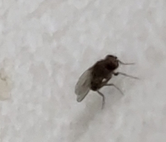 Brachycera