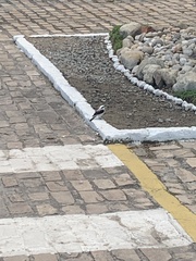 Fluvicola nengeta