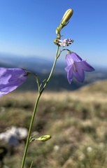 Campanula pseudostenocodon
