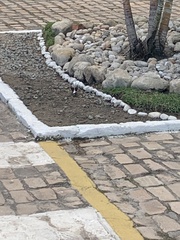 Fluvicola nengeta