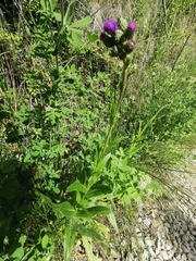 Cirsium monspessulanum