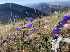 Campanula pseudostenocodon