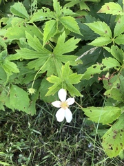 Anemonastrum canadense