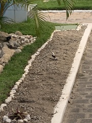 Fluvicola nengeta