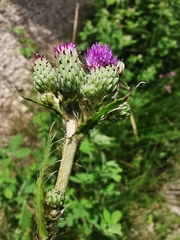 Cirsium monspessulanum