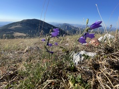 Campanula pseudostenocodon