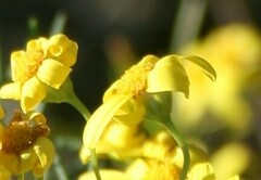 Euryops rehmannii