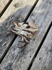 Cancer pagurus