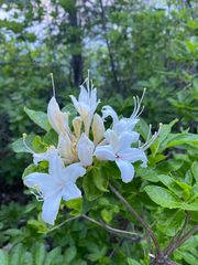 Rhododendron occidentale
