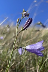Campanula pseudostenocodon