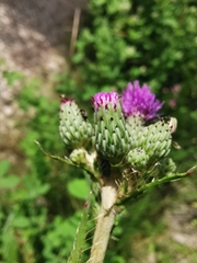 Cirsium monspessulanum