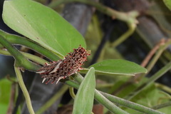 Byasa polyeuctes