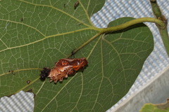 Byasa polyeuctes